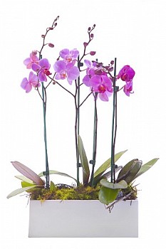 ����� �����