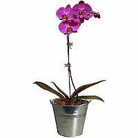 ���� ����