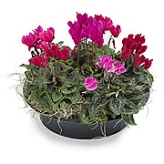 ���� ������