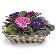 סגול בסלסלה סגול בסלסלה