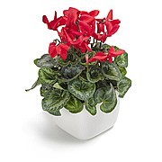 ���� �����